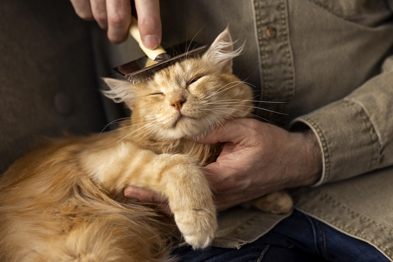 maine coon brossage