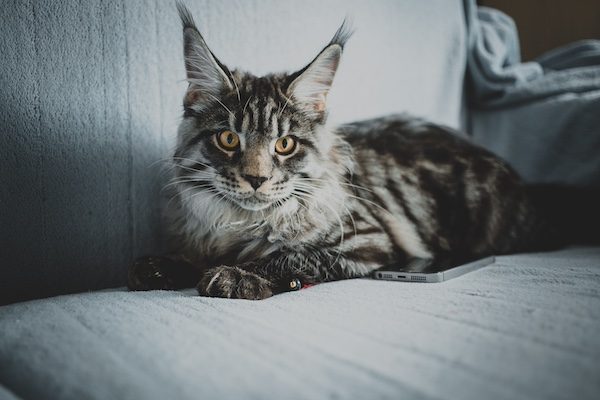 maine coon canape