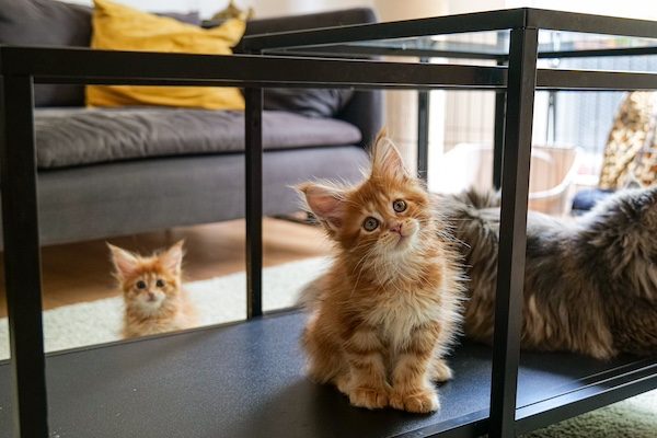 maine coon chaton