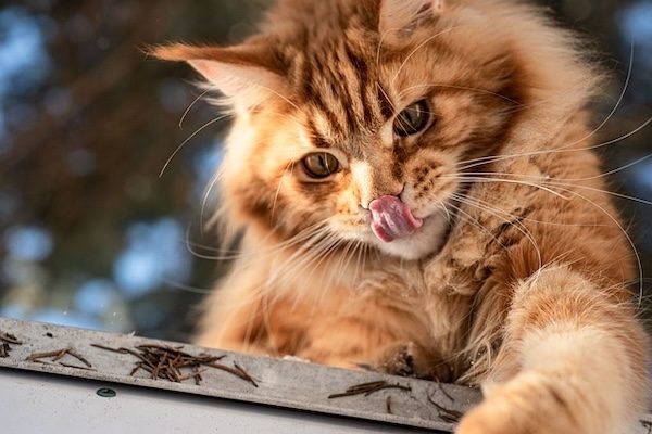 maine coon langue