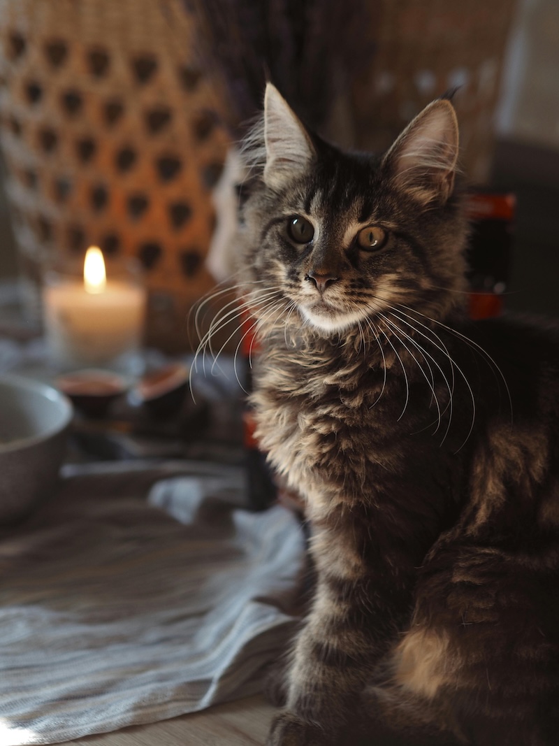 chaton maine coon gris