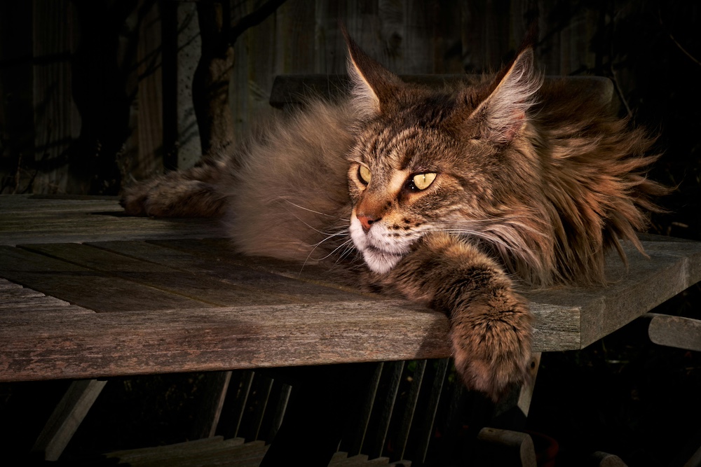 maine coon table