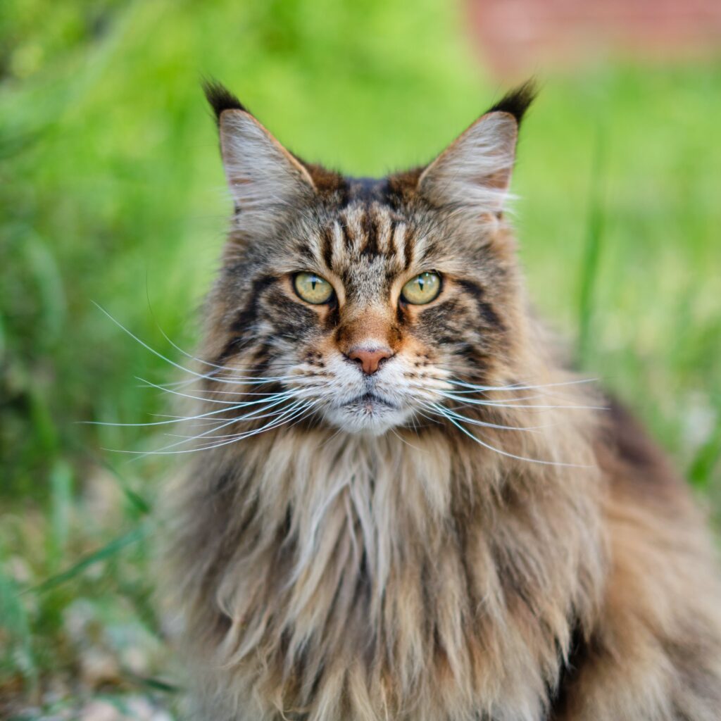 maine coon