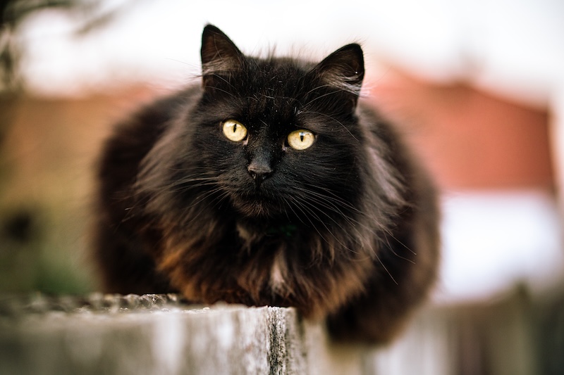 maine coon noir